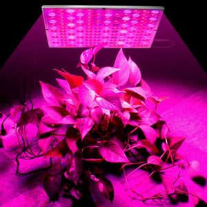 Full Spectrum LED Grow Lights