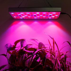 Full Spectrum LED Grow Lights