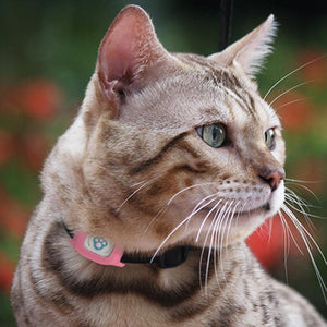 Smart GPS Cat Collar – Pet GPS Tracker