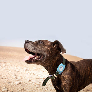 Smart GPS Cat Collar – Pet GPS Tracker